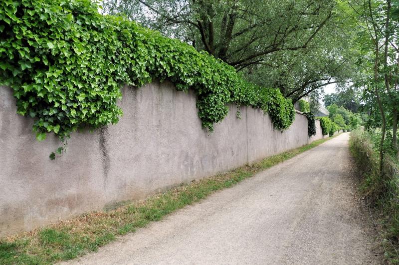 lierre