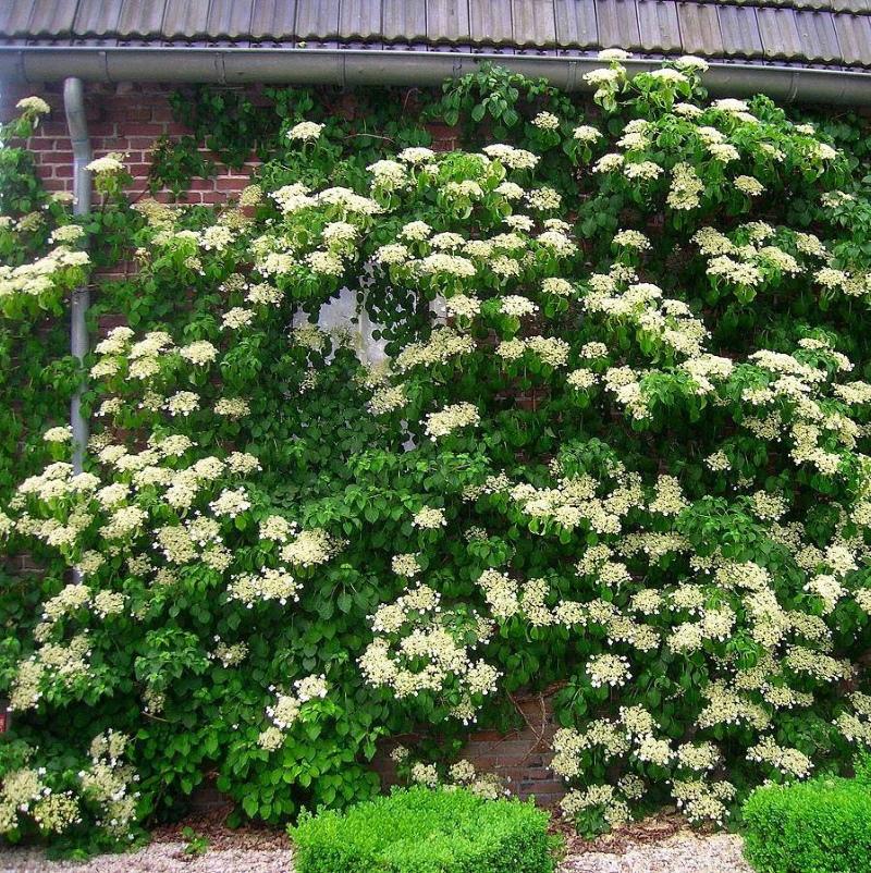 hortensia pétiolé