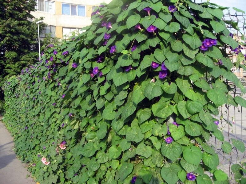 plantes grimpantes pour le jardin photos et noms de gloire du matin