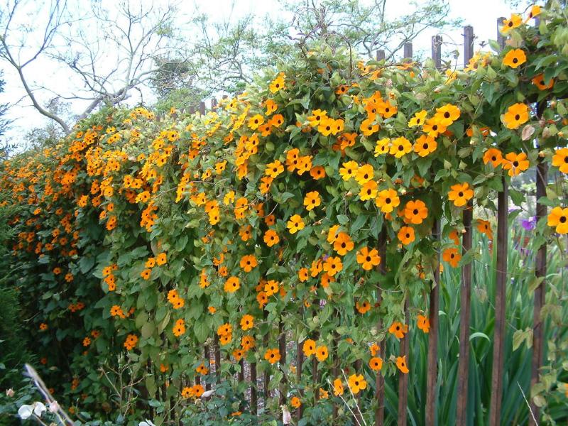 tunbergia ailé