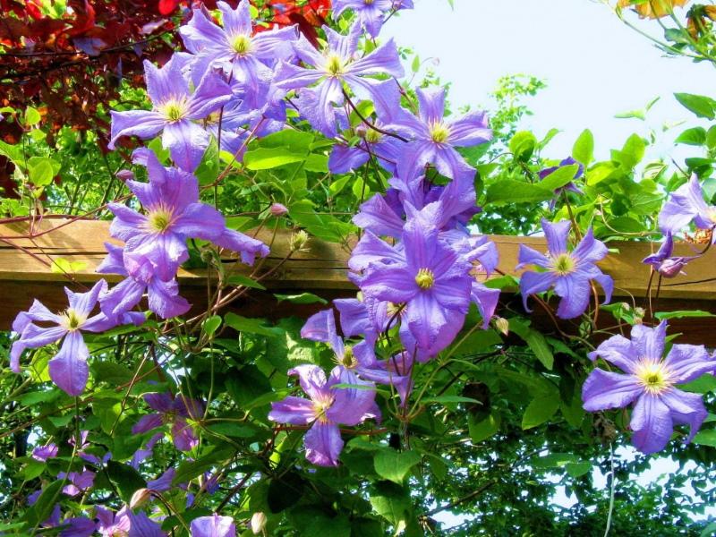 plantes grimpantes pour le jardin photos et noms de clématites