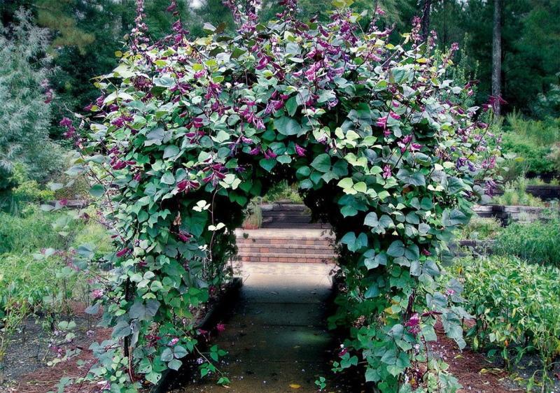 plantes grimpantes pour le jardin photos et noms