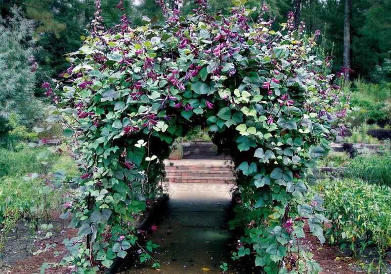 plantas trepadoras para el jardín fotos y nombres