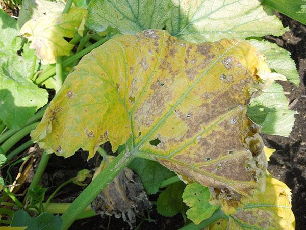 dommages aux plaques foliaires