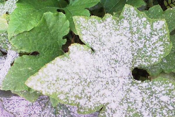 péronosporose sur citrouille