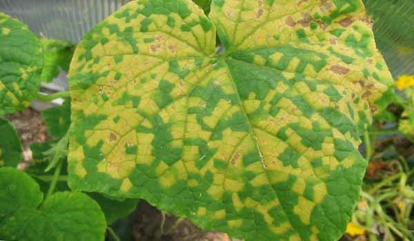 anthracnose sur les feuilles de citrouille