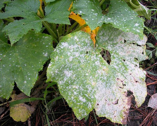 moisissure blanche sur citrouille