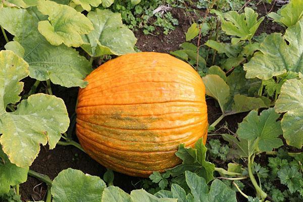 récolte de citrouille