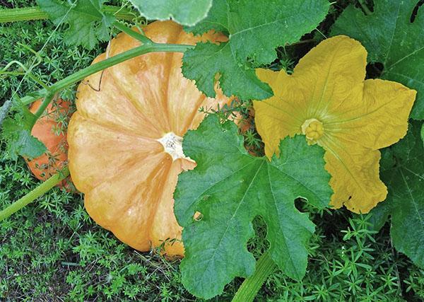 maladie de la citrouille