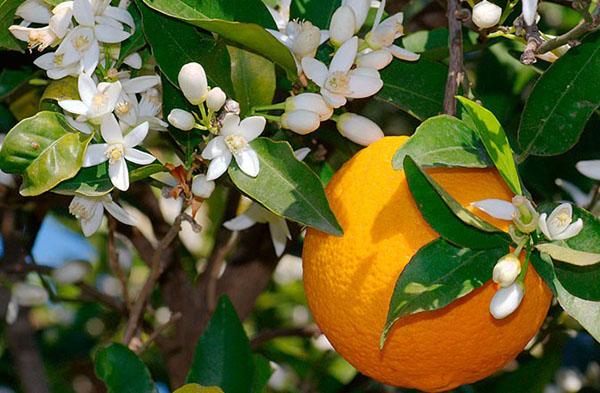 flores de naranja caseras