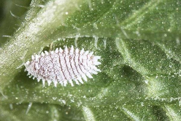 cochenille