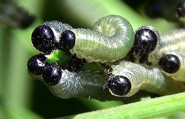 parasites rongeurs d'aiguilles