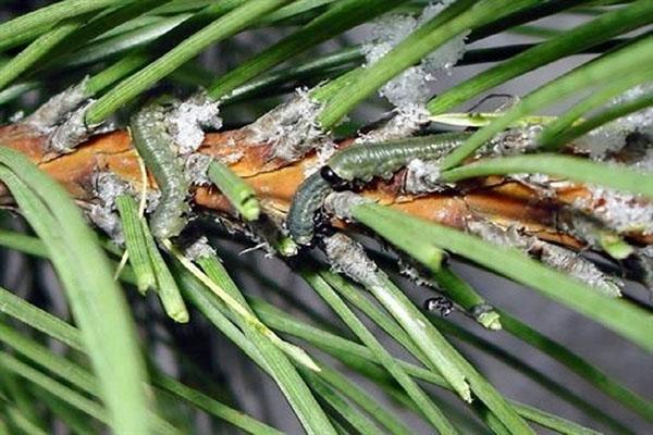 chenille frappant l'épinette