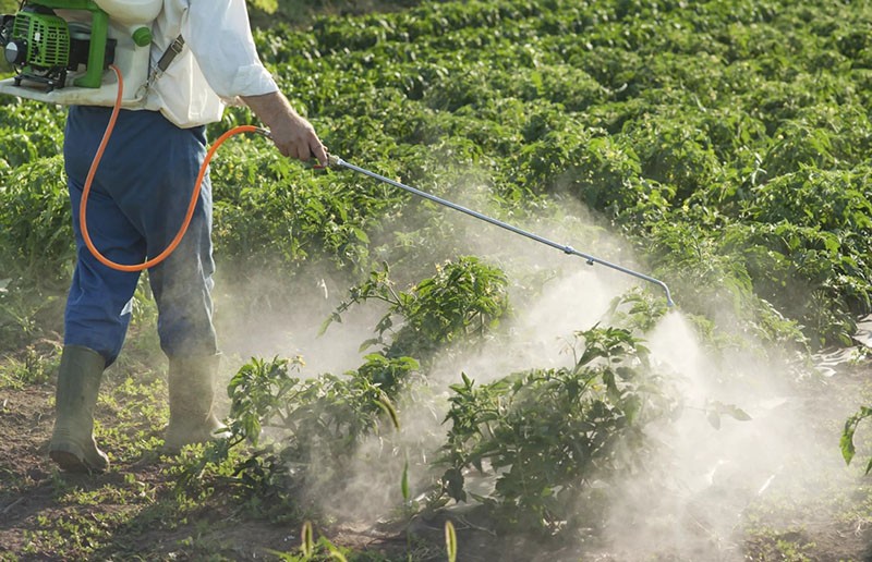 tratamiento con plaguicidas de plantas