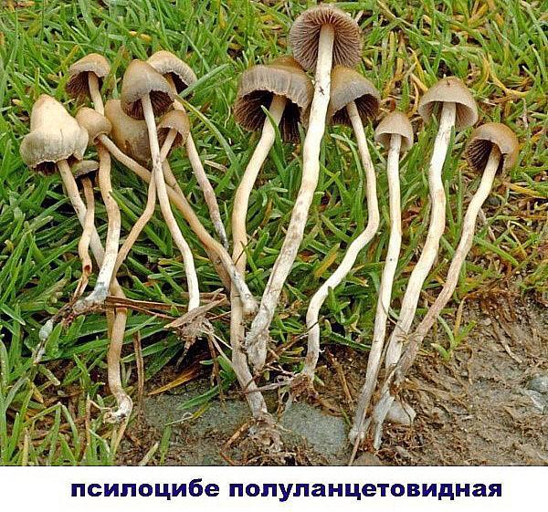 psilocybe semi-lanceolado