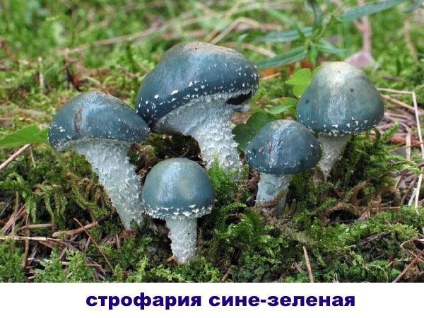 stropharia azul-verde