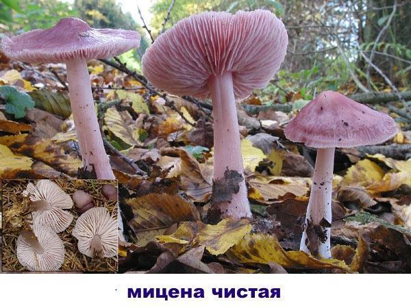 mycena pura