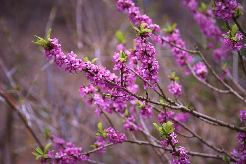 liber de loup en fleurs