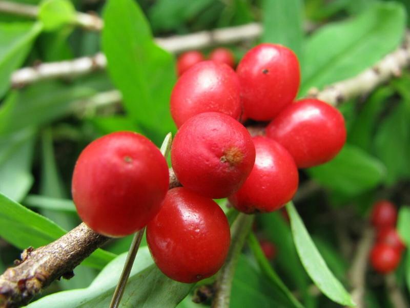 bayas de líber de lobo