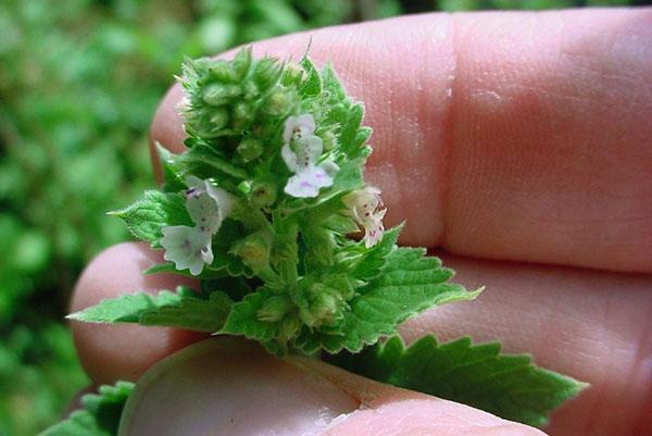 La menthe poivrée soulagera le symptôme de morsure et calmera les abeilles