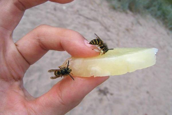 Une sensation de brûlure et un gonflement apparaissent au site d'une piqûre d'abeille.