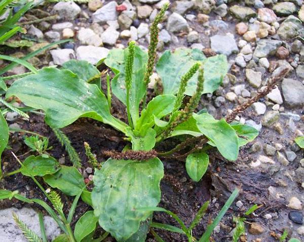 La feuille de plantain aidera avec une piqûre d'abeille