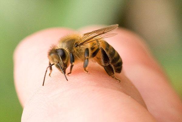 Si vous le déplacez négligemment, l'abeille peut piquer