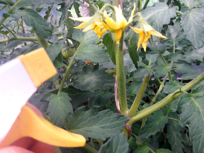 polinización de tomates en invernadero