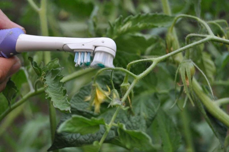 polinización de tomates a mano