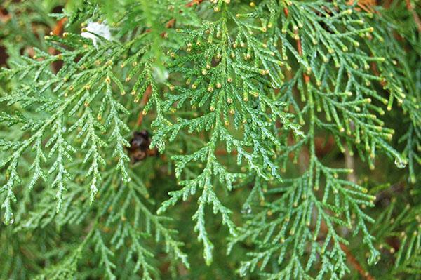 estructura especial de agujas de thuja oriental