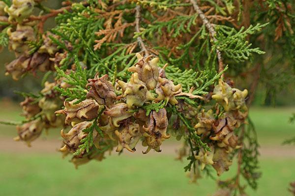 conos del este de thuja
