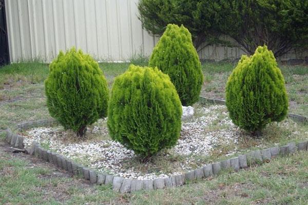 sitio de plantación de thuja oriental