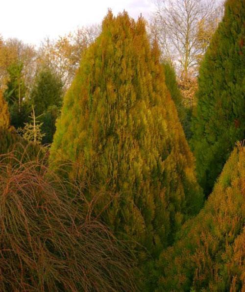árbol oriental thuja adulto