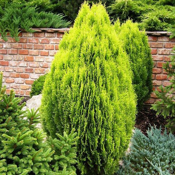 thuja Eastern Aurea Nana