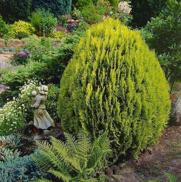 Thuja orientalis en el jardín