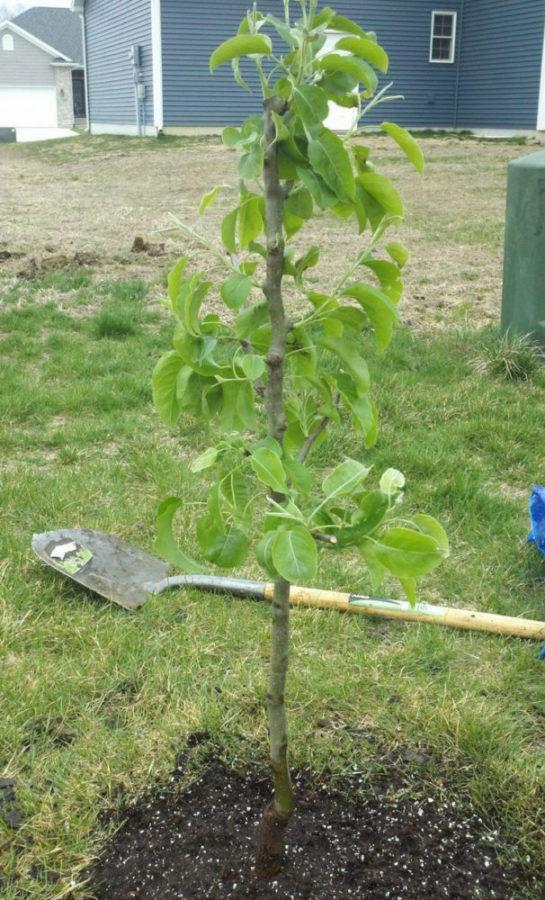 site de plantation de poires