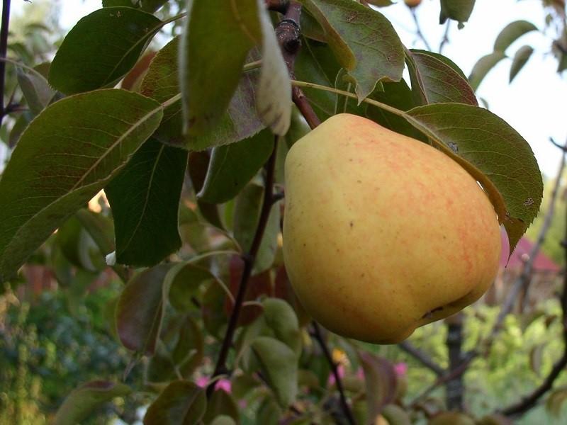 description de la variété de poire Lada