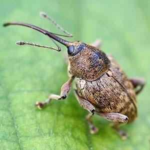 escarabajo de la flor de pera