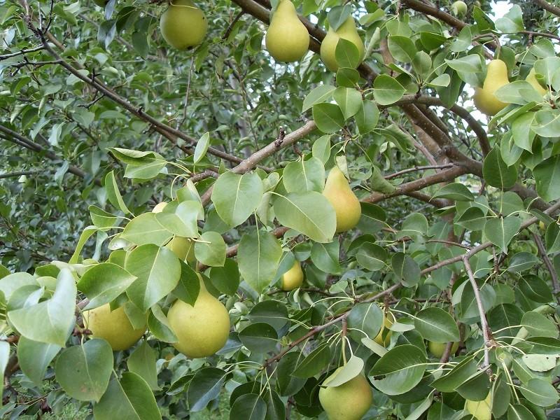 corona de peras de la variedad Lada