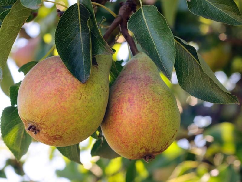 poire préférée de nombreux jardiniers