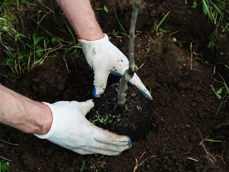 plantation de variétés de poires Lada