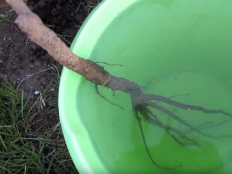 tremper la plantule dans la racine