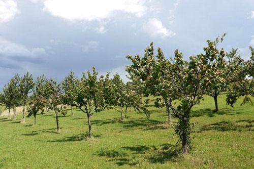 jeune jardin