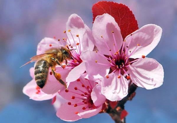 pollinisation de la prune cerise