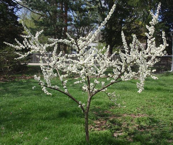 flor de ciruelo de cerezo en el país