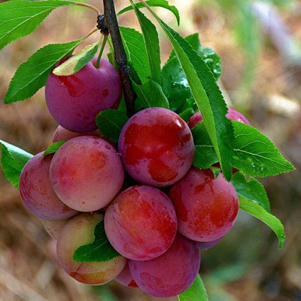 arrangement dense de fruits