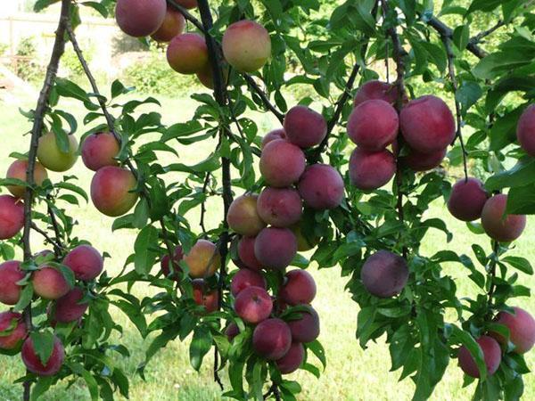 variedad de ciruela cereza Traveller