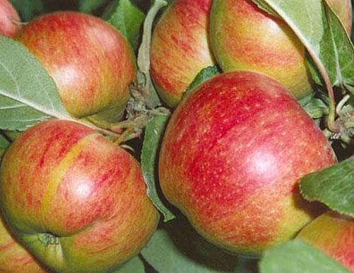 Manzanas de canela variedad nueva