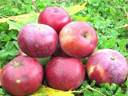 Manzanas Anis Sverdlovsky