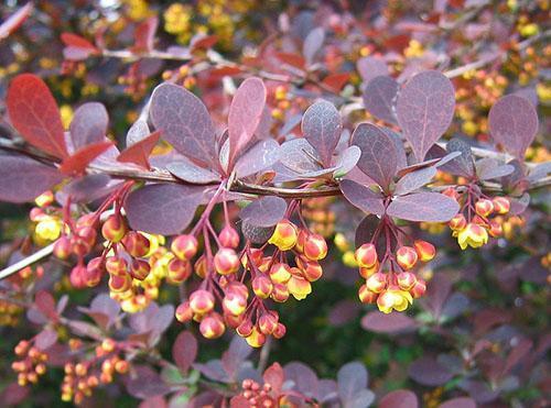 Purpurea d'épine-vinette